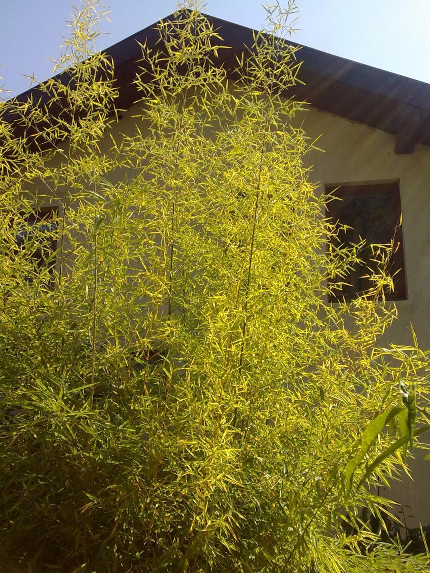 Villa Elfi Sables d'or Extérieur photo